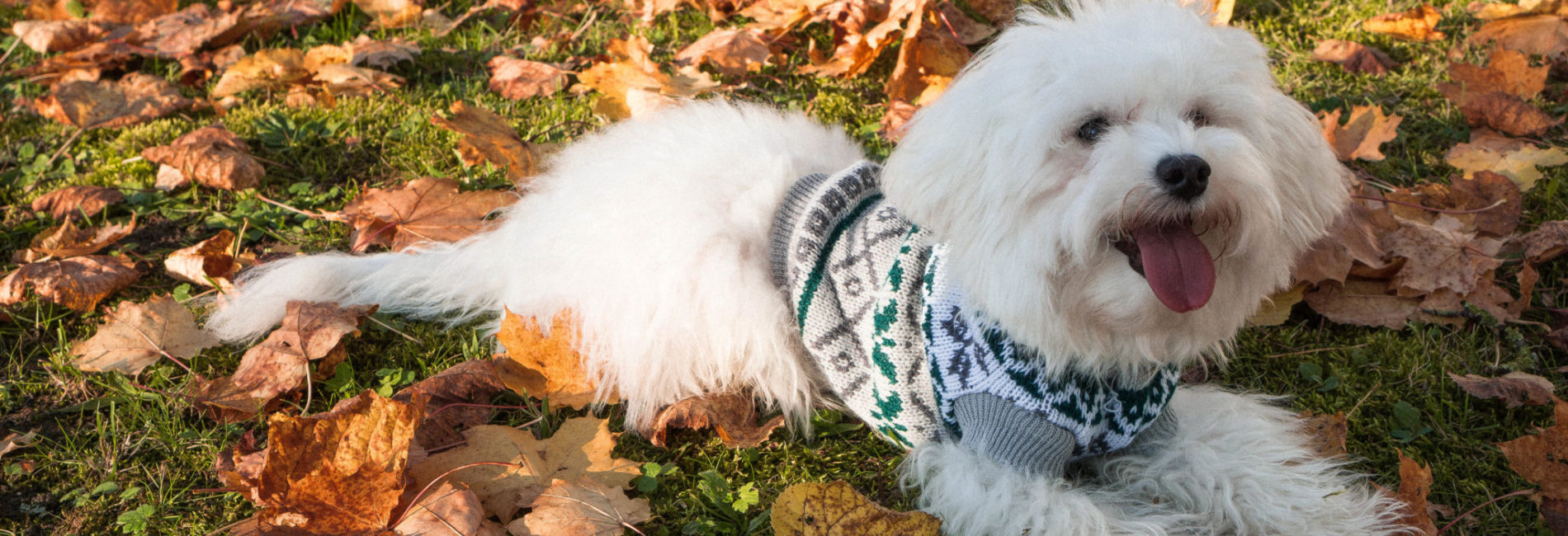 Arthemisclothing Auch Hunde tragen gerne Wolle Felinenanin
